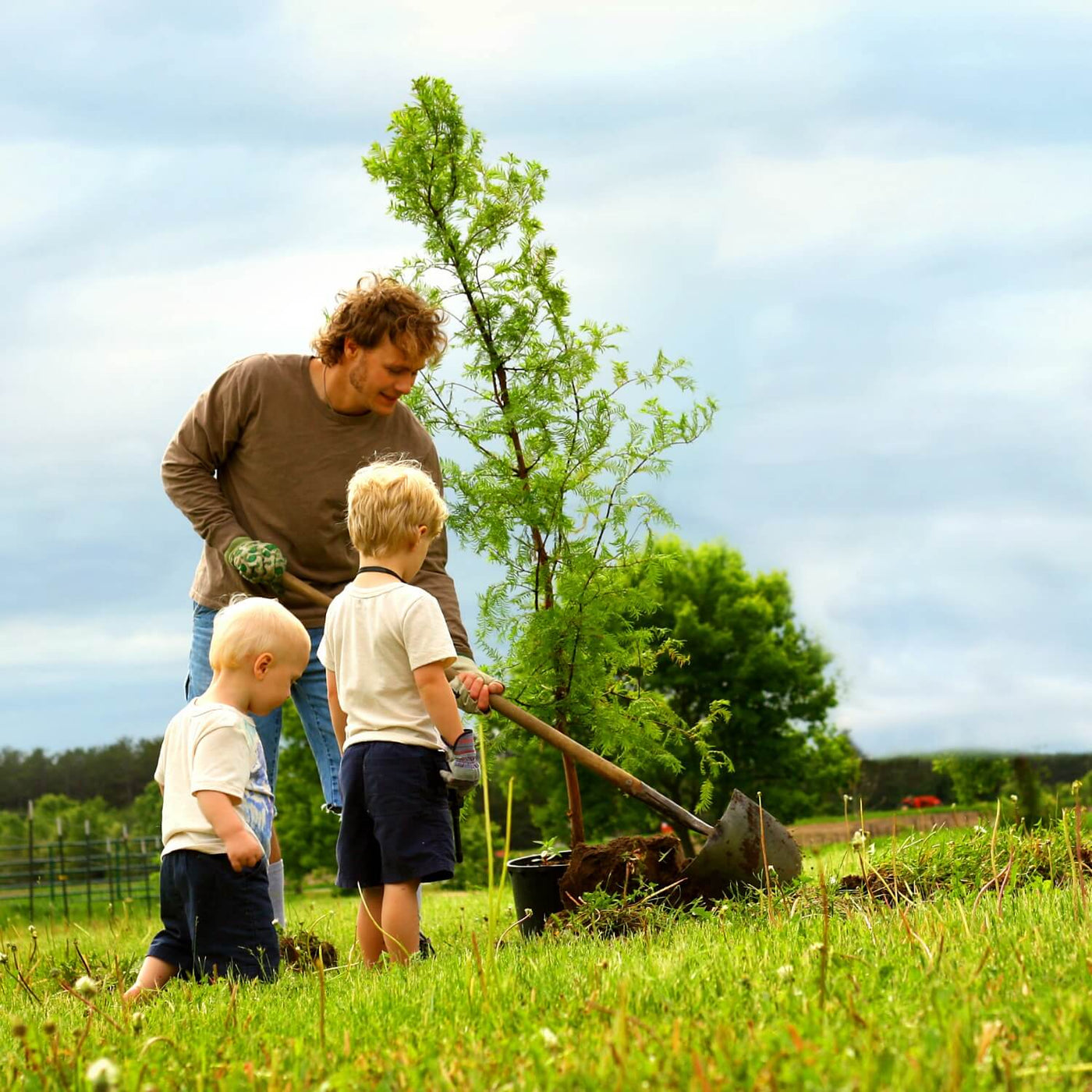 Dawn Redwood - Natural Grace