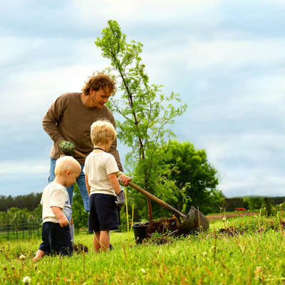 Dawn Redwood - Emmick