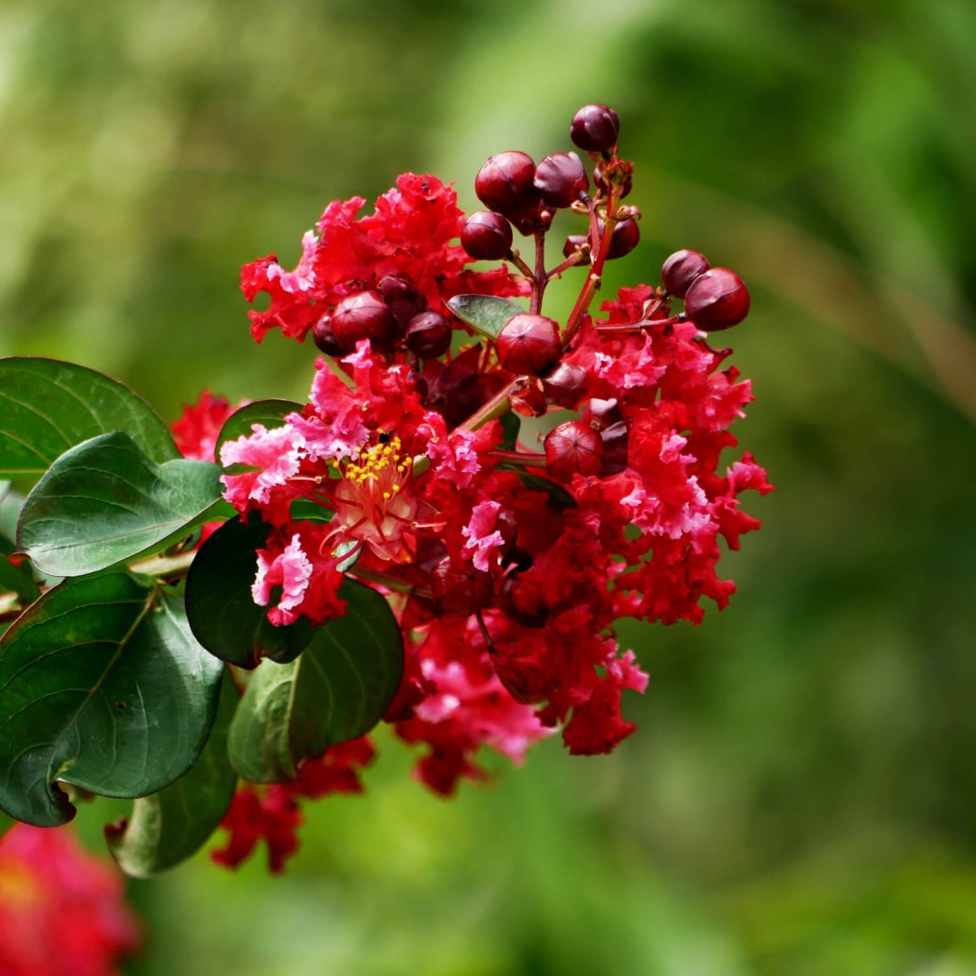 Crape Myrtle (Red) - Heaven Bound