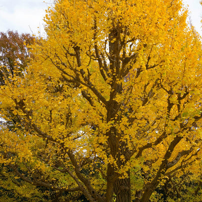 Ginkgo Biloba - Cremation Society