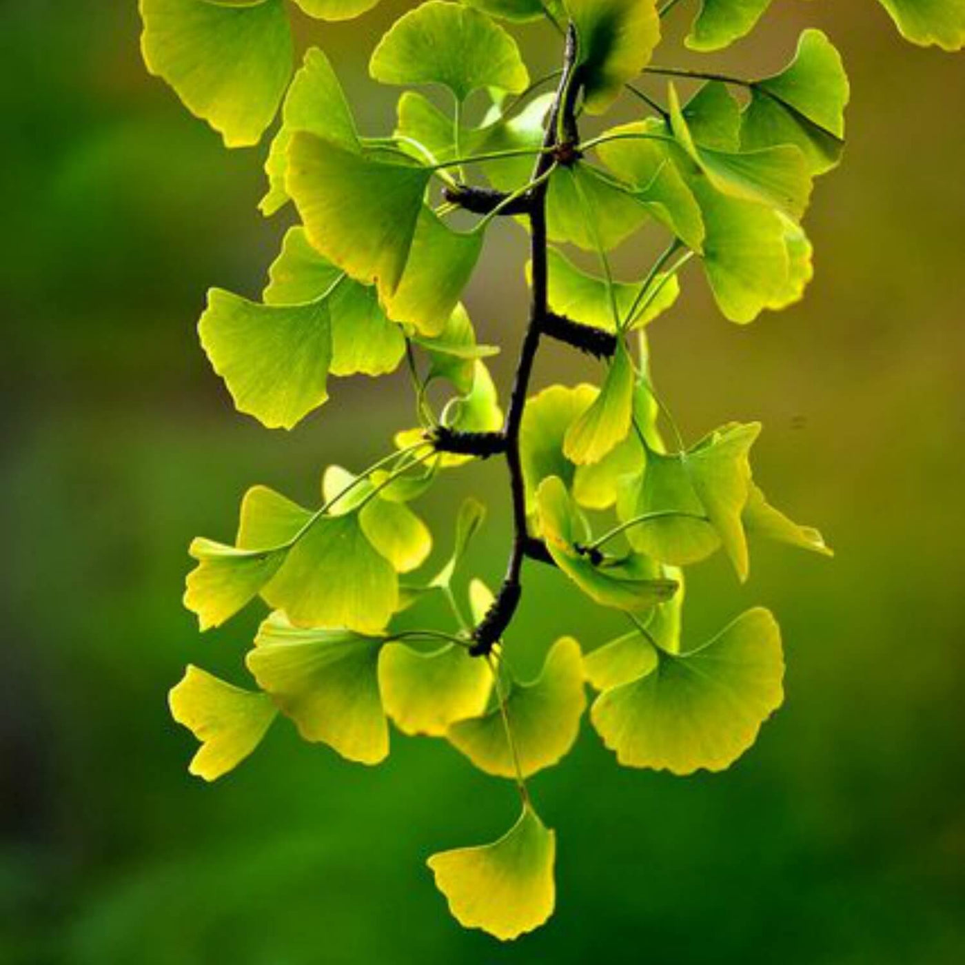 Ginkgo Biloba - Greenhaven