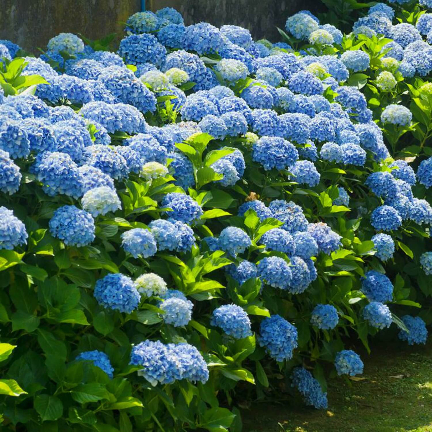 Hydrangea - Birdsong