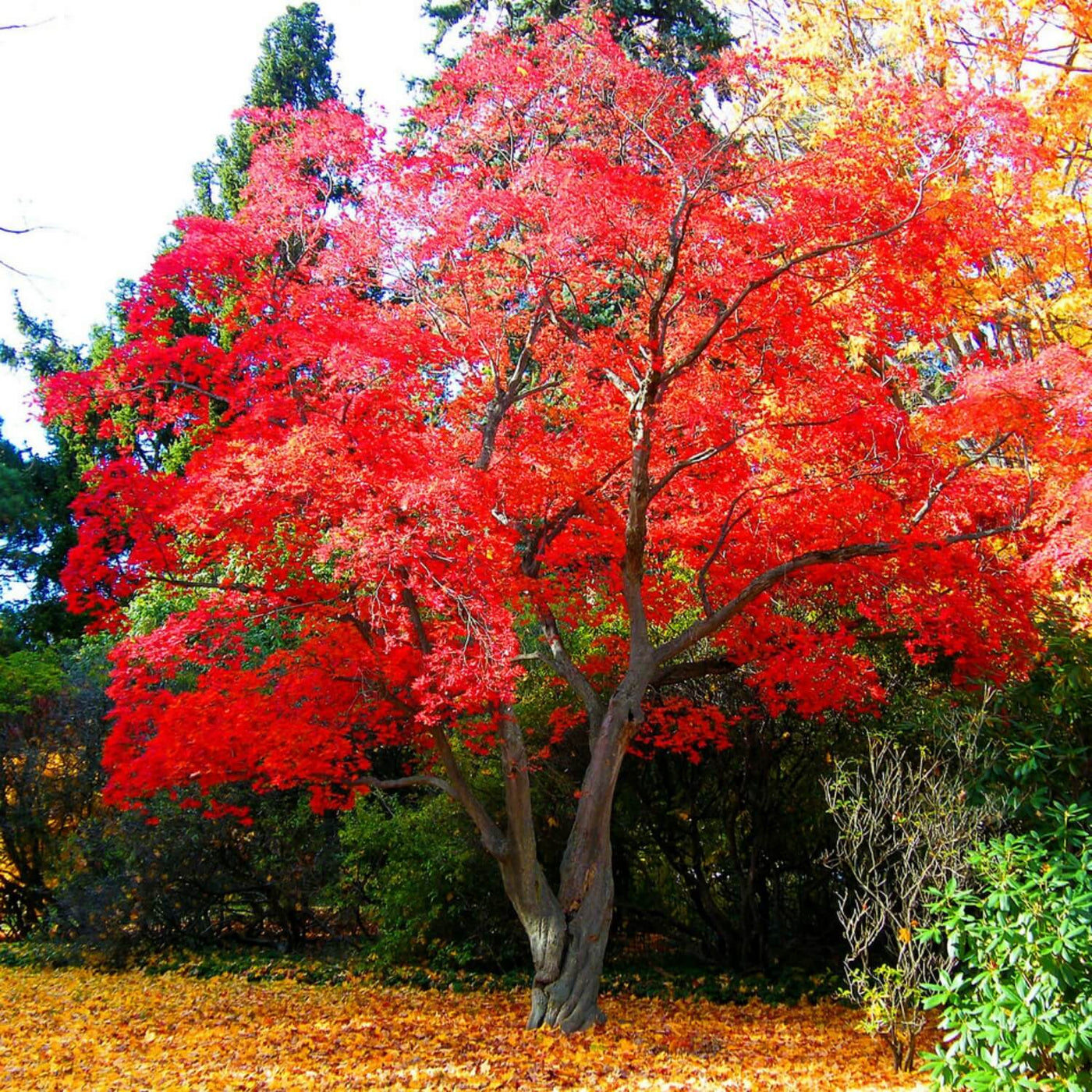 Japanese Red Maple - Natural Grace