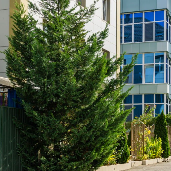 Cypress (Leyland) - Simple Pets