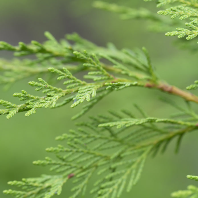 Cypress (Leyland) - Birdsong