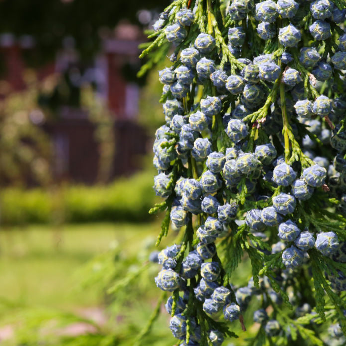Cypress (Leyland) - Birdsong