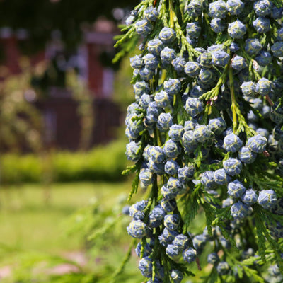 Cypress (Leyland) - 5280