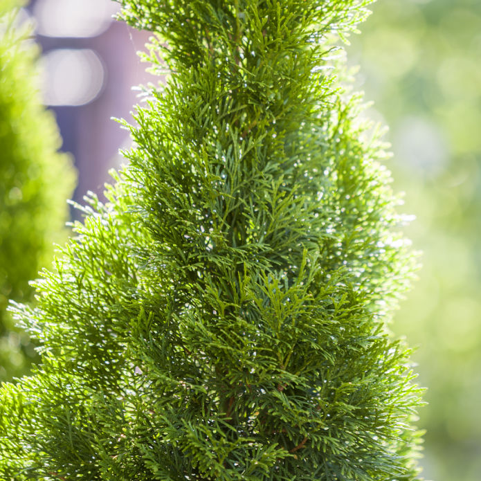 Cypress (Leyland) -Be a Tree Cremation