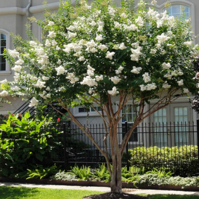 Crape Myrtle (White) - Monarch