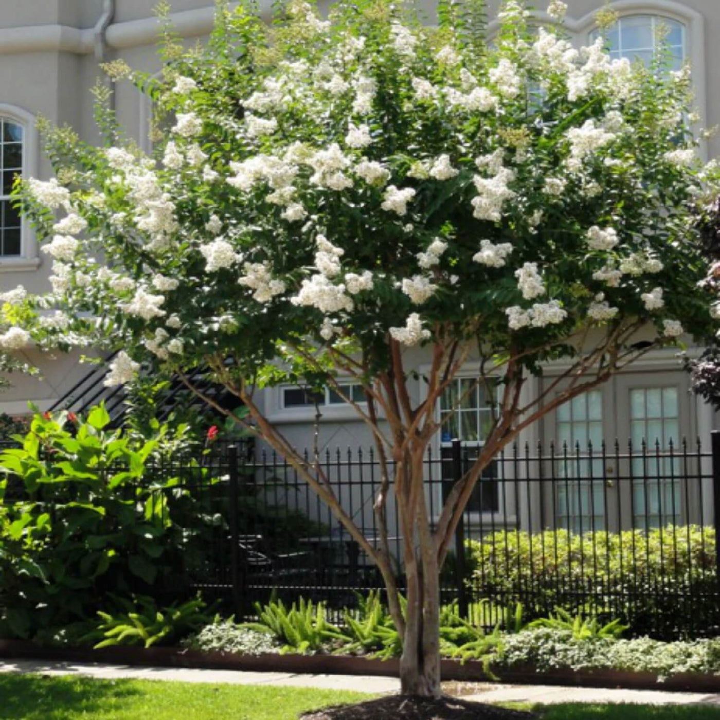 Crape Myrtle (White) - A Better Place