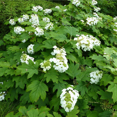 Oakleaf Hydrangea - Be a Tree Cremation