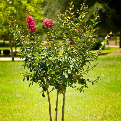 Crape Myrtle (Pink) - Emmick