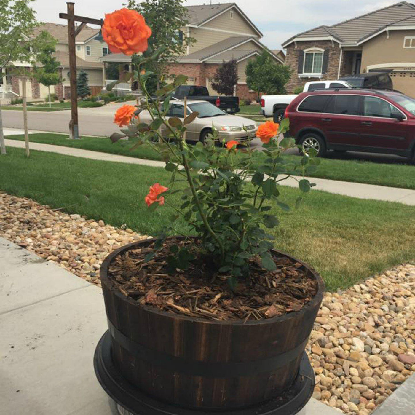 Living Urn System Only (use with your own tree, plant or flowers) - Simple Pets