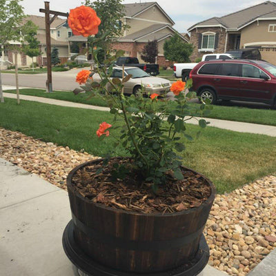 Family Program - Be a Tree Cremation