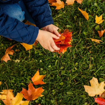 Red Maple - Simple Pets
