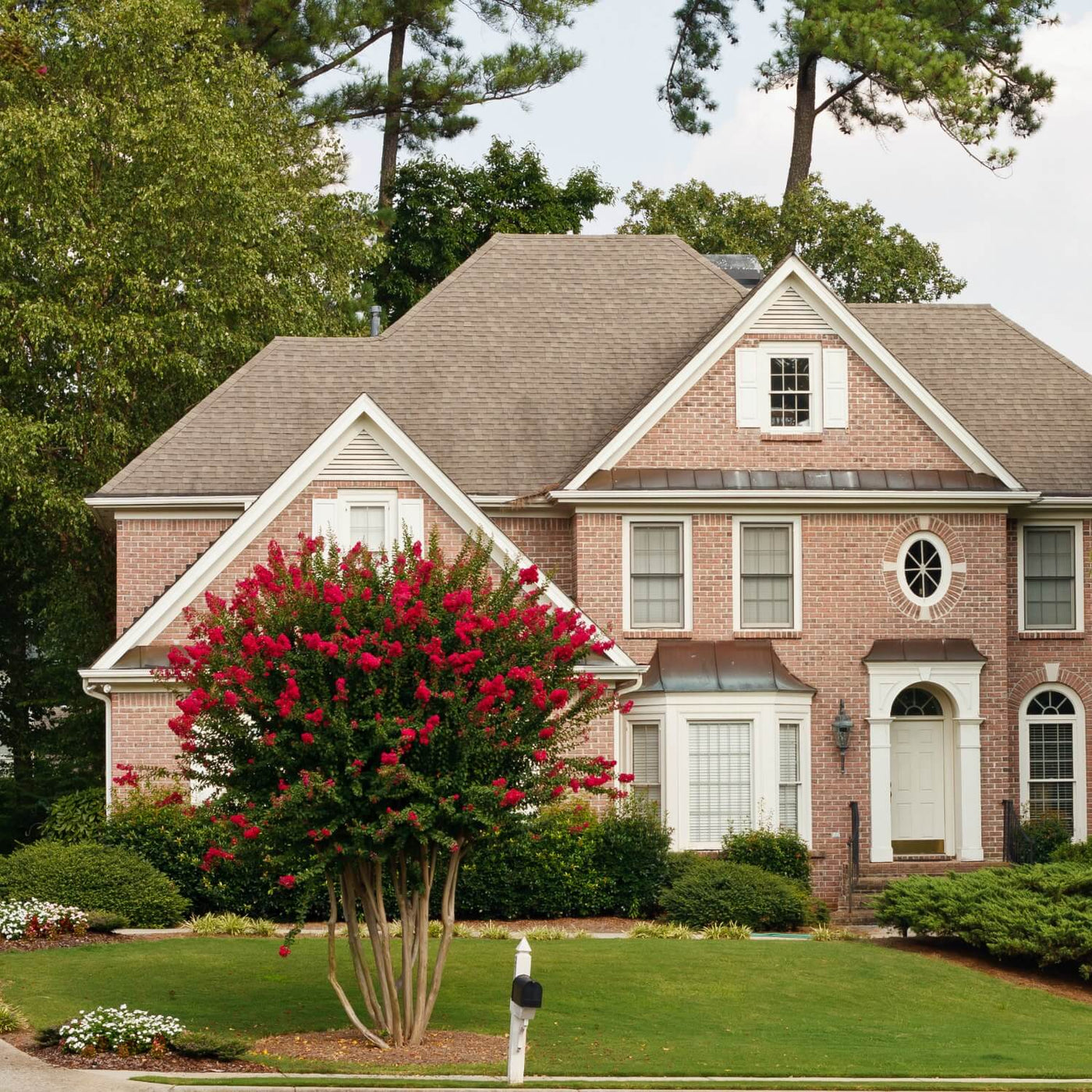 Crape Myrtle (Red) - Cremation Society