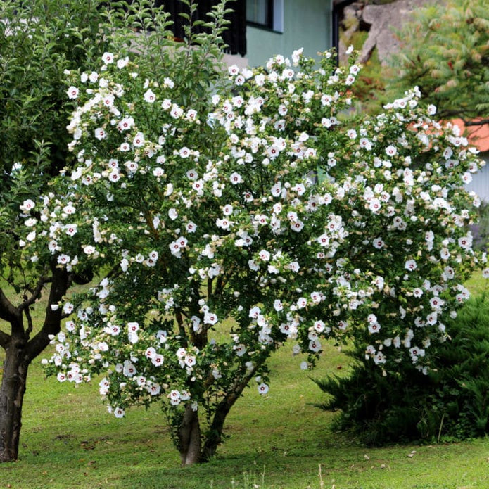 Rose of Sharon (Red Heart) - Bunker