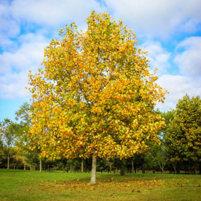 Tuliptree - Weddle