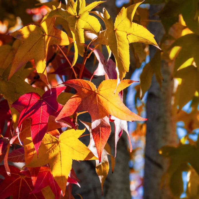 American Sweet Gum - 5280