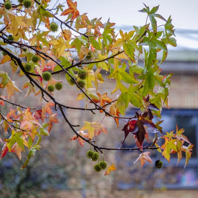American Sweet Gum - Front Range