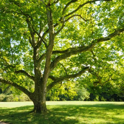 Sycamore - Teraloom