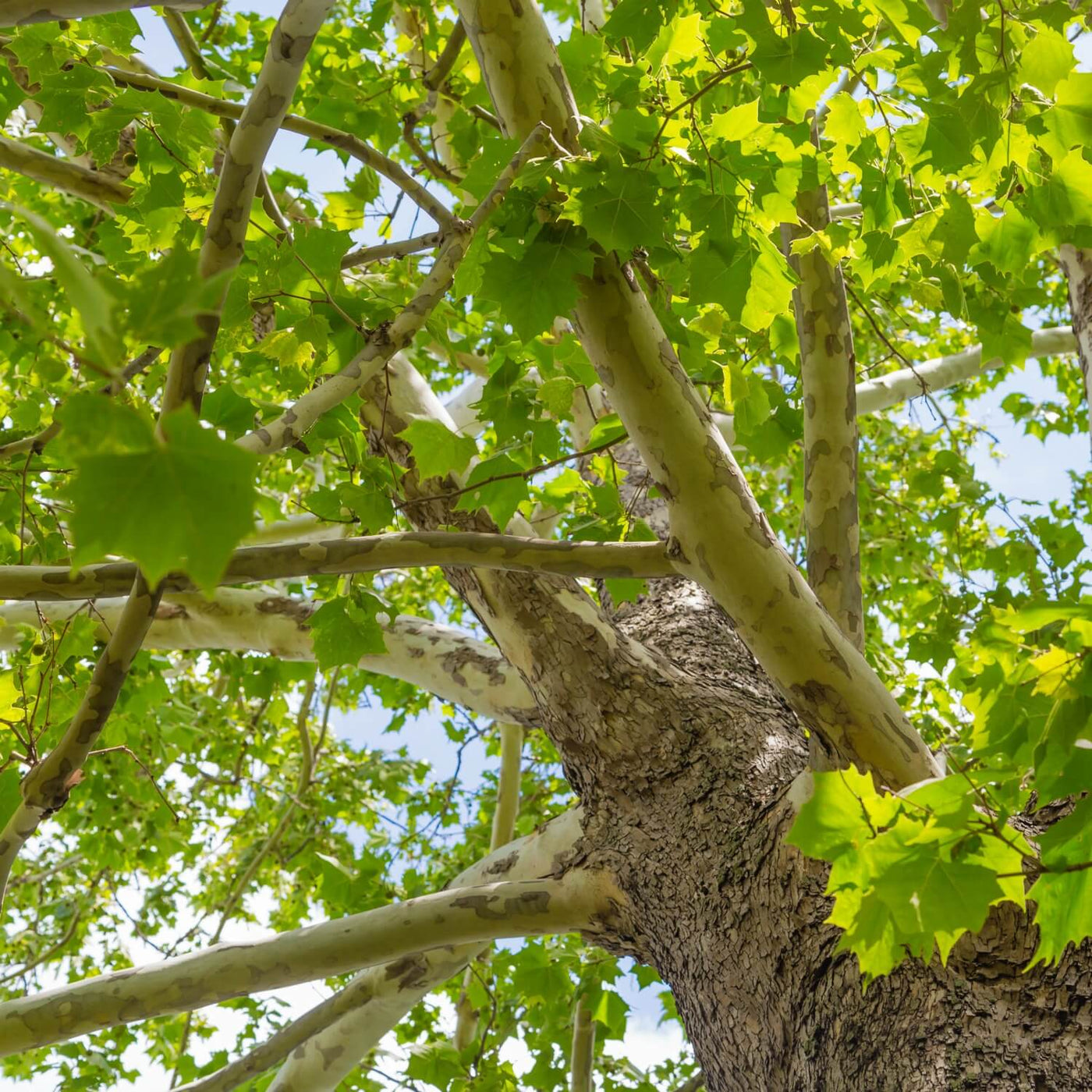 Sycamore - Weddle