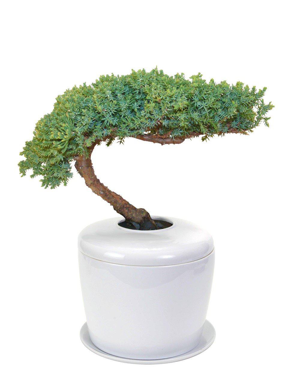 The Living Urn Indoors / Patio - Messenger