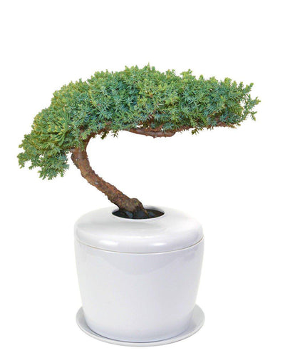 The Living Urn Indoors / Patio - Messenger
