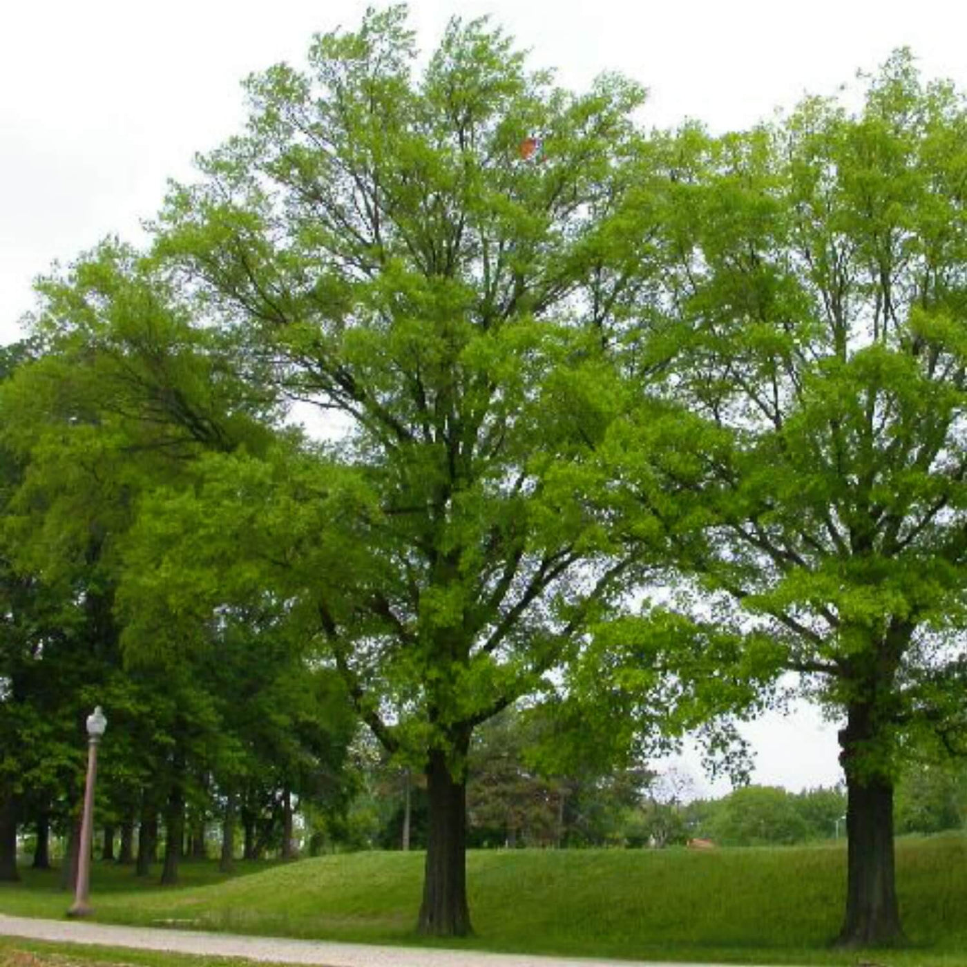 Willow Oak - Monarch