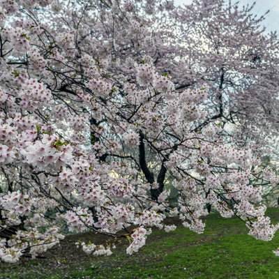 Japanese Flowering Cherry (Yoshino) - Hyatt Ewald