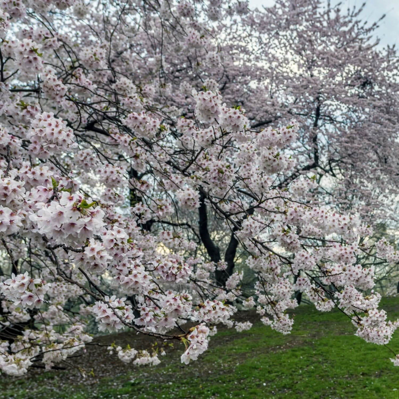 Japanese Flowering Cherry (Yoshino) - Bunker