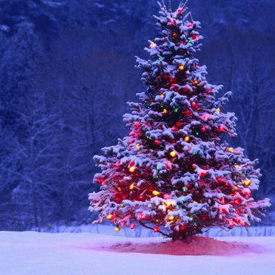 Christmas Tree - Be a Tree Cremation