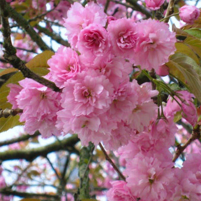 The Living Urn with a Voucher for a Tree - Birdsong