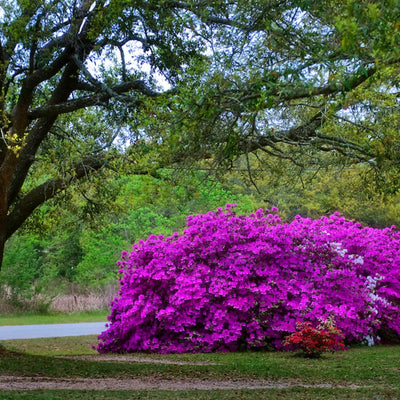 Formosa Azalea (Lavender) - Two Rivers
