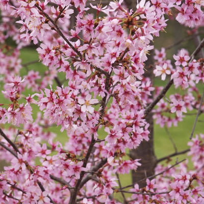 Okame Flowering Cherry - Two Rivers