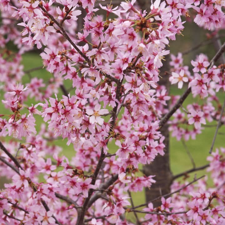Okame Flowering Cherry - Birdsong