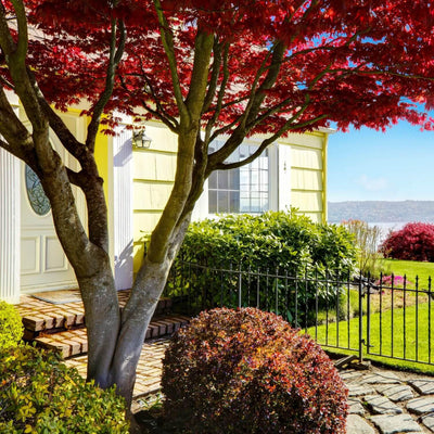 Red Maple - Greenhaven