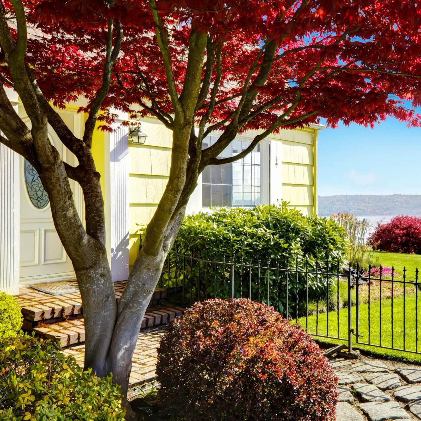 Red Maple - Messenger