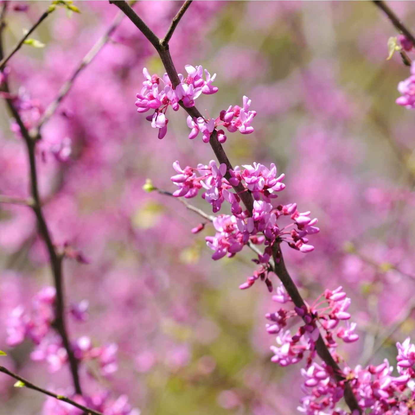 Eastern Redbud - SereniCare