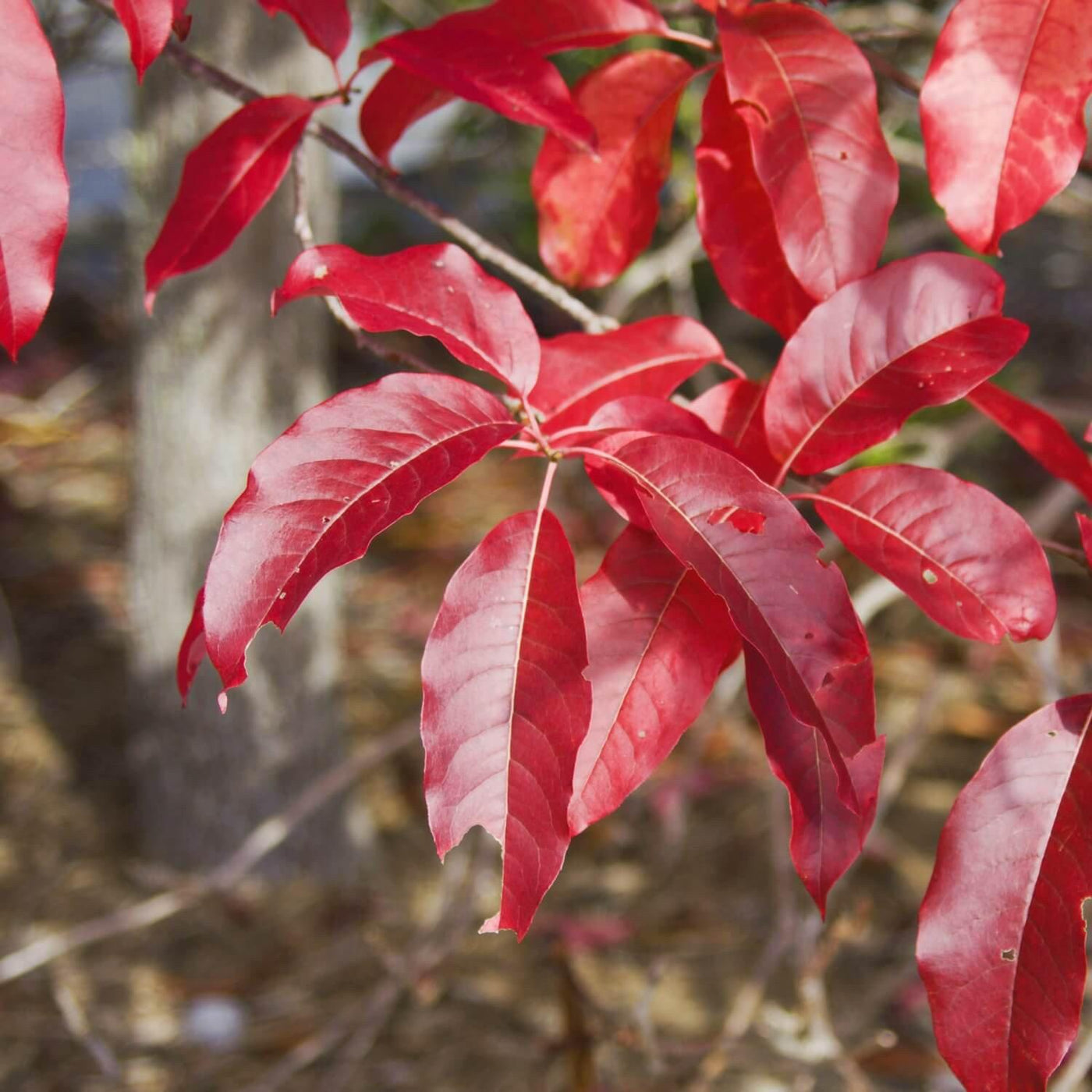 Sourwood - 5280