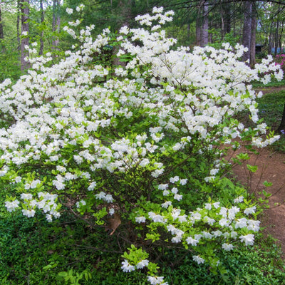 Formosa Azalea (White) - Teraloom