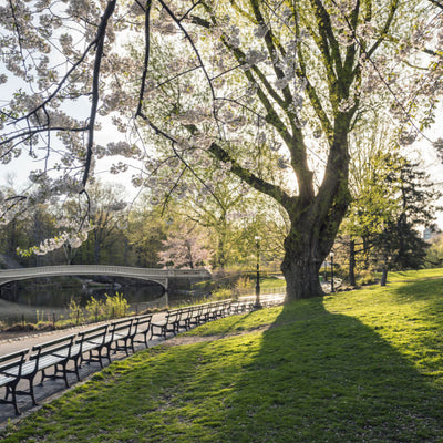 Japanese Flowering Cherry (Yoshino) - Greenhaven
